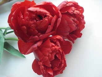 фото   'Миранда'